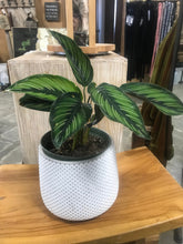 Load image into Gallery viewer, White Cement textured Gray Dot planter 4" succulent pot