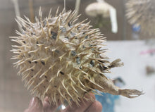 Load image into Gallery viewer, Real dried puffer fish taxidermy Porcupine Puffer hanging fish 6" - 8" | Puffer Fish | Nautical | Home Decor