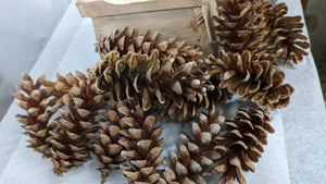 pine cones from white pine tree with white tips from the sap