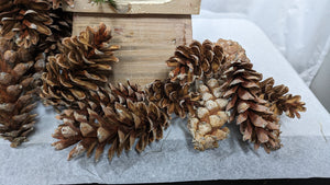 Large Pinecones from White pine for DIY holiday