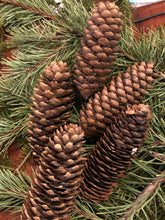 Load image into Gallery viewer, Norway Spruce Pinecones Medium 2-4 inch DIY Holiday Parties, Decor, Arrangements, Wreaths, Swags