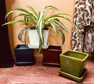 Contemporary Classic Small Square Glazed Ceramic Flower Pot