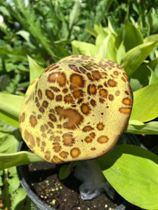 Mushroom Ceramic Garden and Plant Accents Large Ceramic 12"