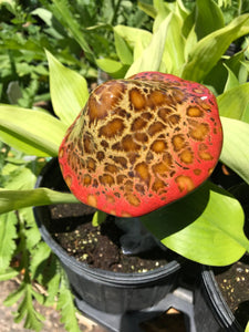 Mushroom Ceramic Garden and Plant Accents Large Ceramic 12"