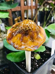 Mushroom Ceramic Garden and Plant Accents Large Ceramic 12"