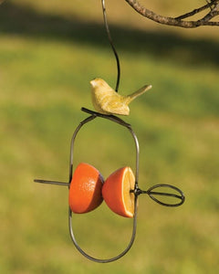 Oriole Bird Fruit feeder