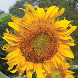 SHOWS A MAMMOTH ‘RUSSIAN’ SUNFLOWER WITH BRILLIANT YELLOW BLOOM [NOT READY FOR HARVEST]. OLDEST, MOST POPULAR SUNFLOWER VARIETY. FULL HEIGHT IS 12’. SUPER, SUPER LARGE HEADS ON MASSIVE TRUNKS. ATTRACT POLLINATORS. AT HARVEST, THE SEEDS ARE GREY-STRIPED. GOOD FOR EATING OR FEEDING WILDLIFE. SHOWS GREAT DETAIL OF THE BLOOM.