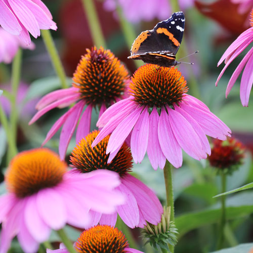 Purple Coneflower Seeds