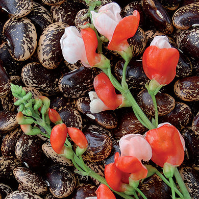 Painted Lady Improved Runner Bean Seeds