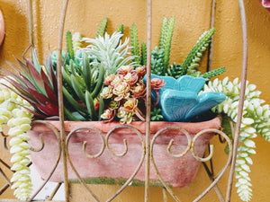 Cute as a Bug Self Watering Plant Pet | Just add Water