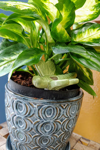Cute as a Bug Self Watering Plant Pet | Just add Water