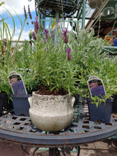 Load image into Gallery viewer, Urn Shaped Vintage Planters l Cast Stone Pot | 5&quot;