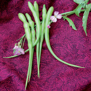 long green radishes with pick blossoms.  Radishes that grow above ground