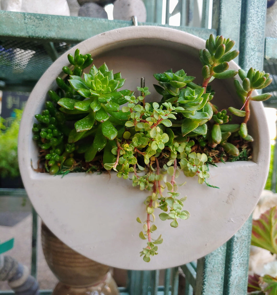 Round Cement Wall Hanging Planter