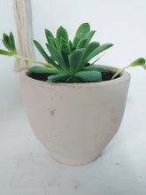 Load image into Gallery viewer, Macramé Plant Hanger with 4&quot; Terracotta Pot