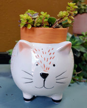 Load image into Gallery viewer, Ceramic Cat Planter |  White and Ginger Kitten Pot for succulents