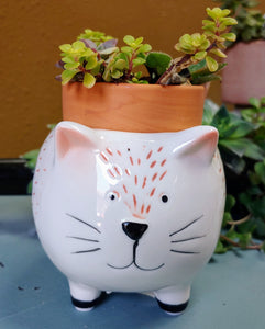 Ceramic Cat Planter |  White and Ginger Kitten Pot for succulents
