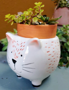 Ceramic Cat Planter |  White and Ginger Kitten Pot for succulents