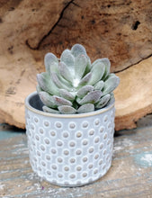 Load image into Gallery viewer, 3 INCH BY 3 INCH, CERAMIC, SUCCULENT PLANTER POT. GREY-BLUE POT WITH LIGHT TAN COLORED ‘DOTS’ DESIGN. IT IS SITTING ON A WOODEN TABLE, IN FRONT OF A WOODEN, ROUGH-EDGED TRAY LEANING ON A BLUE WALL. HOLDING SOIL AND SUCCULENT WITH VELVETY-SILVER LEAVES WITH LIGHT BROWN SHADING. SOIL AND PLANTS SOLD SEPARATELY.