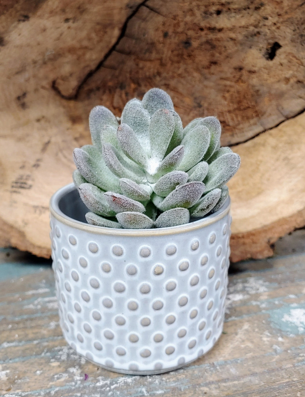 3 INCH BY 3 INCH, CERAMIC, SUCCULENT PLANTER POT. GREY-BLUE POT WITH LIGHT TAN COLORED ‘DOTS’ DESIGN. IT IS SITTING ON A WOODEN TABLE, IN FRONT OF A WOODEN, ROUGH-EDGED TRAY LEANING ON A BLUE WALL. HOLDING SOIL AND SUCCULENT WITH VELVETY-SILVER LEAVES WITH LIGHT BROWN SHADING. SOIL AND PLANTS SOLD SEPARATELY.