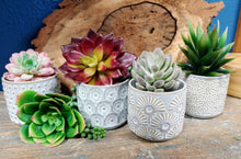 Load image into Gallery viewer, 3&quot; BY 3&quot; | 4 CERAMIC, SUCCULENT PLANTER POTS. THEY ARE GREY-BLUE POTS WITH LIGHT TAN DESIGNS. FROM LEFT TO RIGHT DESIGNS ARE ‘DOTS’ - SUCCULENT - PINK OUTER LEAVES, GREEN INNER | ‘CIRCLES’ – SUCCULENT - REDISH-PURPLE OUTER LEAVES, YELLOWISH-GREEN INNER | ‘SUNBURST’ – VELVETY-SILVER SUCCULENT | ‘FLOWERS – STIFF, DARK GREEN LEAVES. 2 SUCCULENTS ON THE TABLE: BRIGHT GREEN WITH PINK TIPS | A DARK GREEN ‘STRING Of PEARLS.’ SOIL AND PLANTS SOLD SEPARATELY.