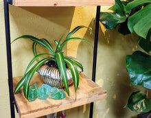 Load image into Gallery viewer, Shell Look Ceramic Planter | Nautical