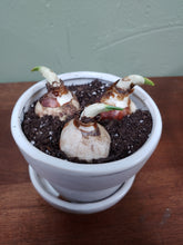 Load image into Gallery viewer, DIY Paperwhite Kit with Planter | White | Ziva