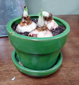DIY Paperwhite Kit with Planter | White | Ziva