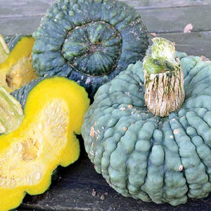 3 ‘MARINA DI CHIOGGIA’ ITALIAN WINTER SQUASH | NAMED FOR A FISHING VILLAGE NEAR VENICE | LARGE GREY-GREEN, BUMPY SKIN ON A TURBIN-LIKE FRUIT | GORWS 10 TO 12 POUNDS | 1 SHOWS BLOSSOM END/1 SHOWS VINE/STEM END – THICK WOODY-GREEN/1 IS CUT IN HALF SHOWING BRILLIANT YELLOW FLESH/WHITE SEEDS.