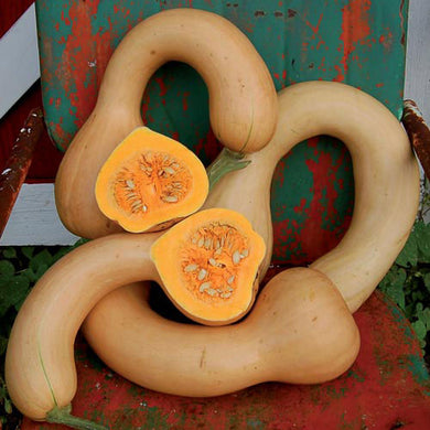 Pennsylvania Dutch Crookneck Squash Seeds