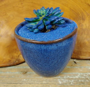 Mini Succulent Planter Pots in every color 3 inch Colors Of The Rainbow
