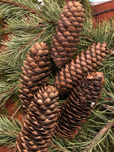 large brown pinecones from a Norway Spruce