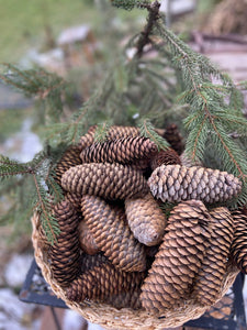 basket full of 6-7" pinecones from a Norway Spruce Evergreen Tree