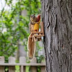 Build it Yourself Squirrel Picnic Kit | DIY | Great activity for Kids and Adults