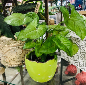 Polka Dot Ruffled Edge Planters | 4 complimentary colors | Sold individually | Easter