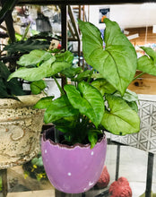 Load image into Gallery viewer, Polka Dot Ruffled Edge Planters | 4 complimentary colors | Sold individually | Easter