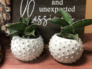 Small Round White and Gray Textured Dotted planter | ceramic glazed 3" | succulents, cactus