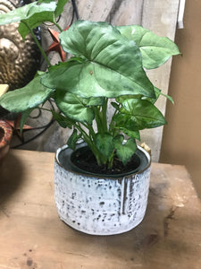 5" Indoor White Ceramic Planter House Plant or Succulent pot