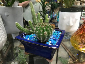 Medium Glazed Ceramic Square footed Flower Pot with Drainage Cobalt Blue