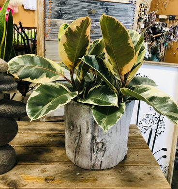 Large Ceramic Birch Bark planter | Nature Inspired | Woodsy 8 Inch