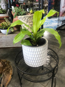Diamond Design Cement Concrete | Two sizes 6" or 5" | Indoor Outdoor Succulent Flower Houseplant Plant Pot | Plant Lover's Gift