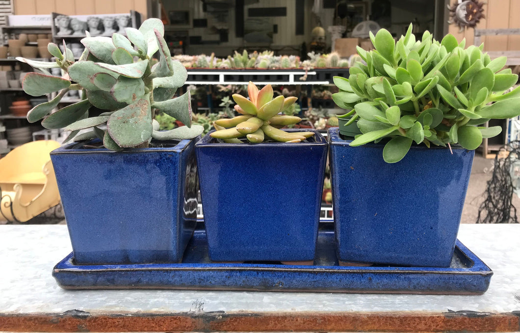 Set of 3 Square Planters with detached Saucer in Cobalt Blue for window sill