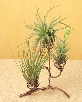 Twisted Metal Unique Triple Pod Air Plant Holder