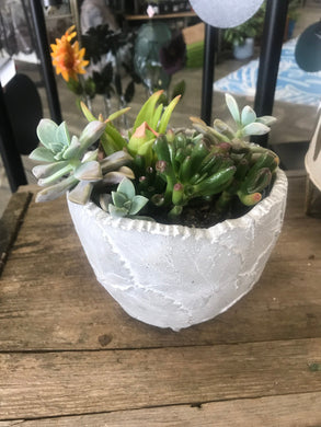 Cement Embossed Leaf Design planter pot 4.5