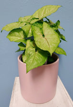 Load image into Gallery viewer, Light Pink Ceramic Planter Vase Pot | 6&quot; tall | Planter Pot Vase | Sleek Simple Design | Flower Lover&#39;s Gift