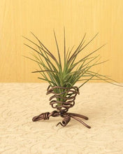 Load image into Gallery viewer, Copper Twisted Metal Stand for Air Plants | Single Plant Holder