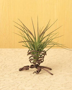 Copper Twisted Metal Stand for Air Plants | Single Plant Holder