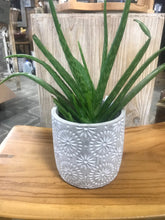 Load image into Gallery viewer, 5 inch planter Cement Etched Flower Design Indoor Pot