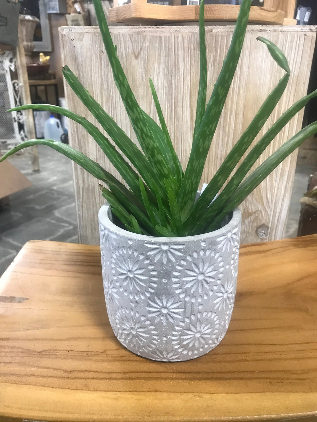 5 inch planter Cement Etched Flower Design Indoor Pot