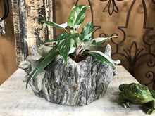 Load image into Gallery viewer, 7&quot; Large Shallow Stump indoor Planter